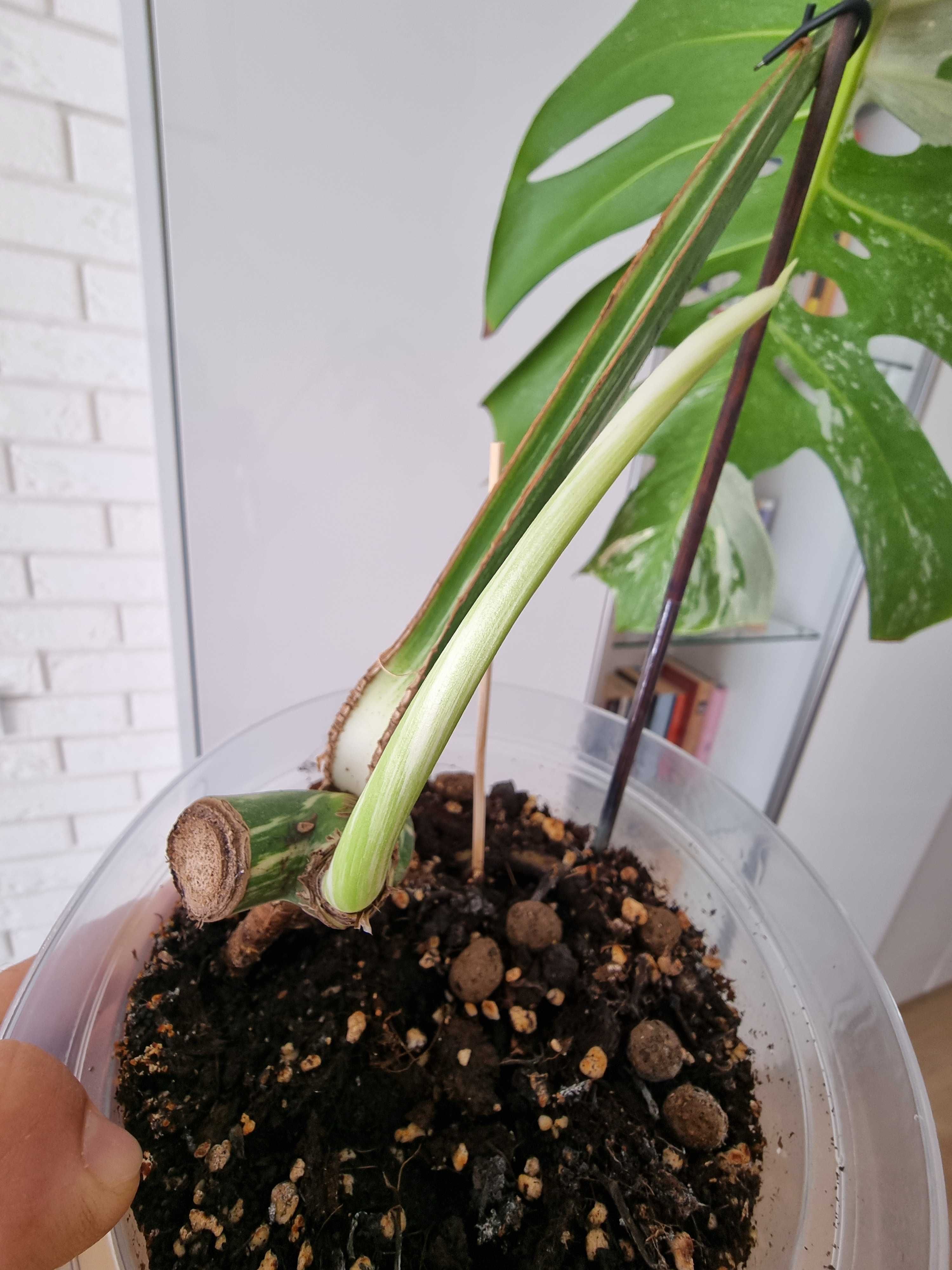 Monstera variagata ukorzeniona pędówka