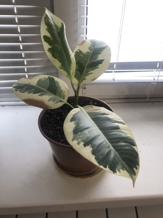 Обменяю фикус на шефлеру, строманту или хамедорею