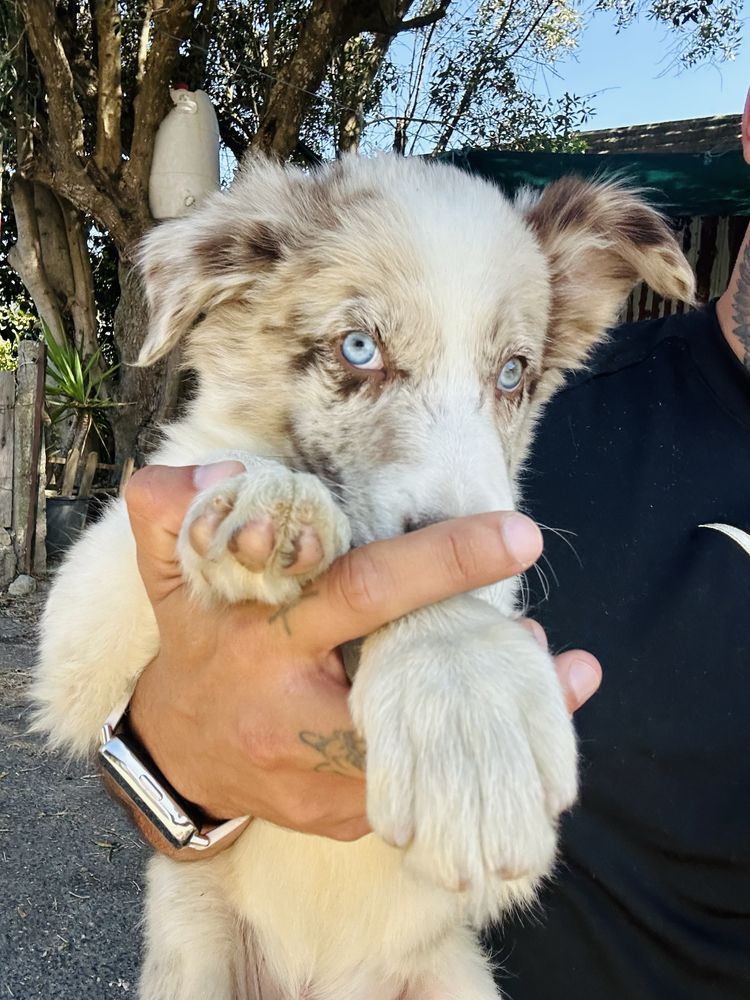 Excelente menino border collie merle olhos claros