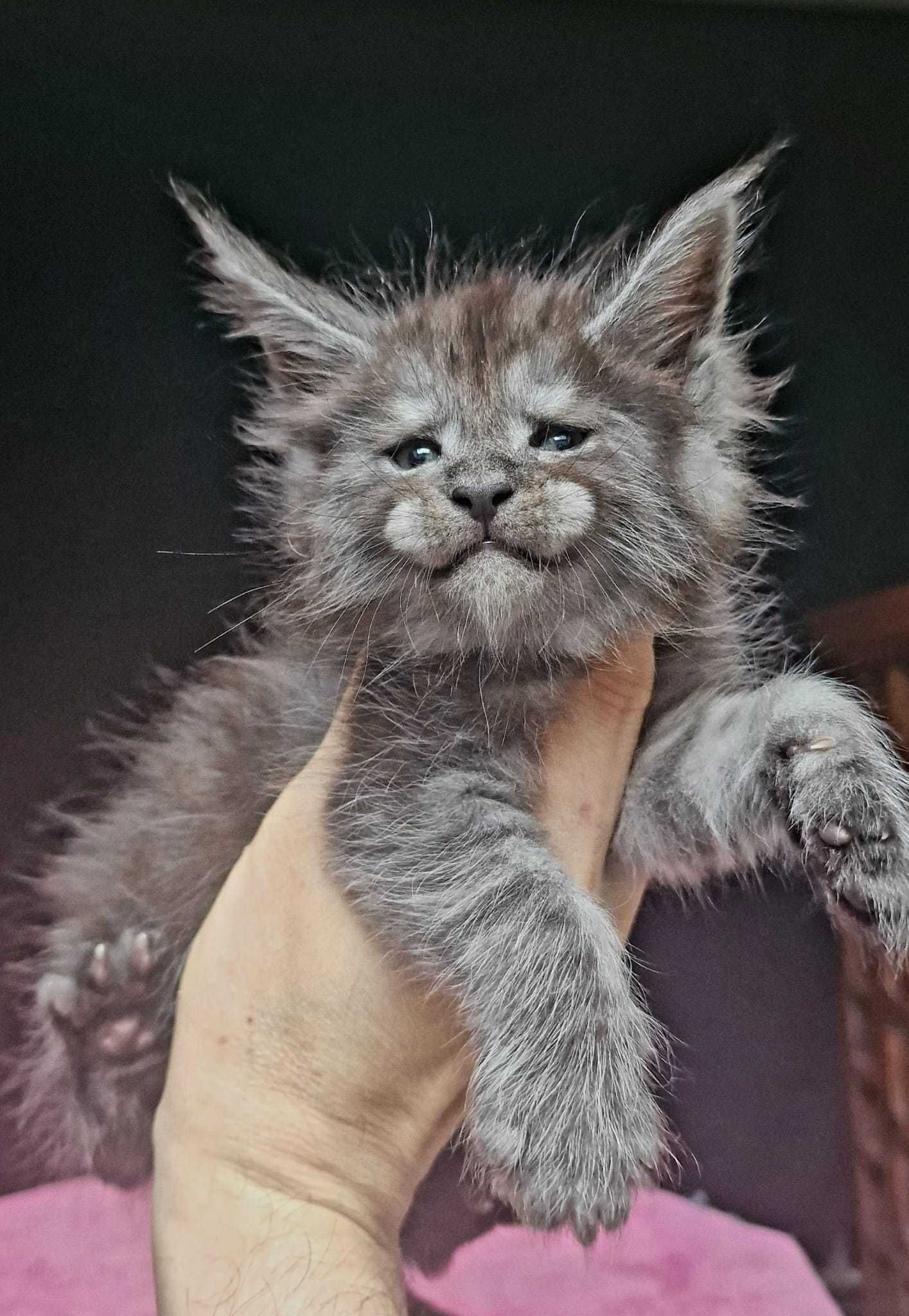 Мальчик! Котенок мейн-куна! Первая прививка сделана!