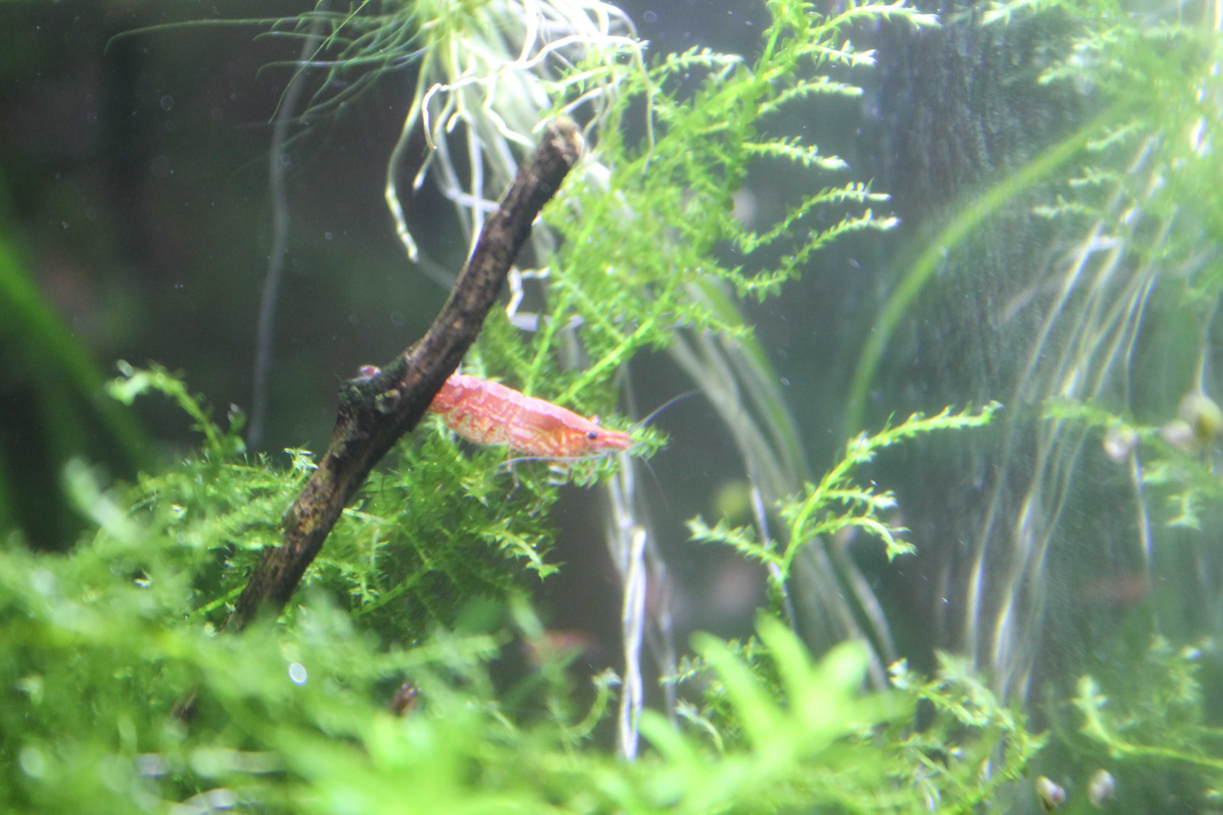 Camarões água doce var. Red Cherry (Neocaridina davidi)