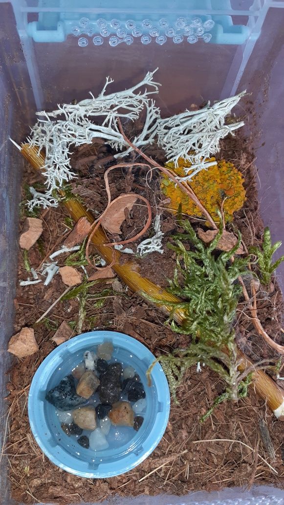 Chromatopelma cyaneopubescens L3 Zestaw startowy