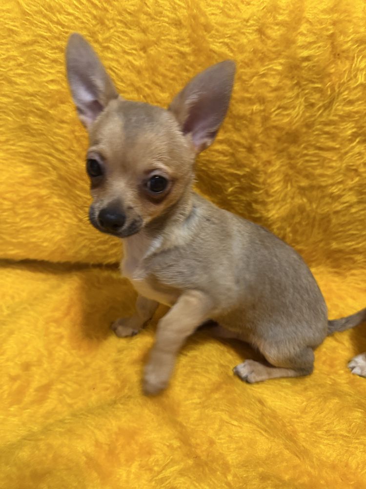 Chihuahua piesek