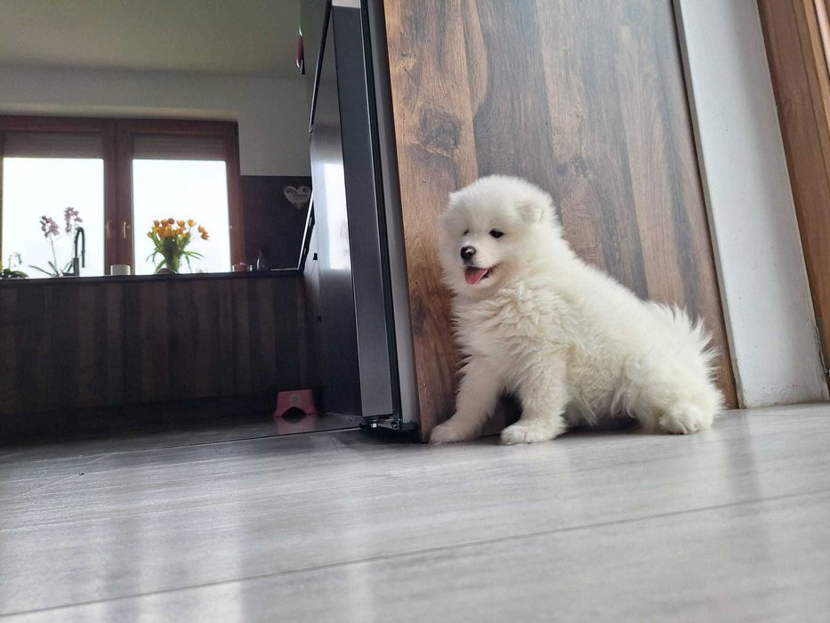 Szczeniak samoyed suczka