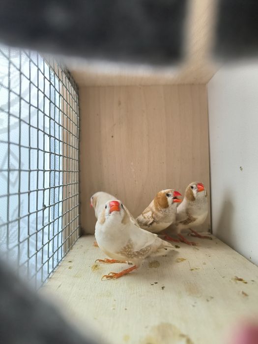 Zeberka zeberki samce i samice 2025