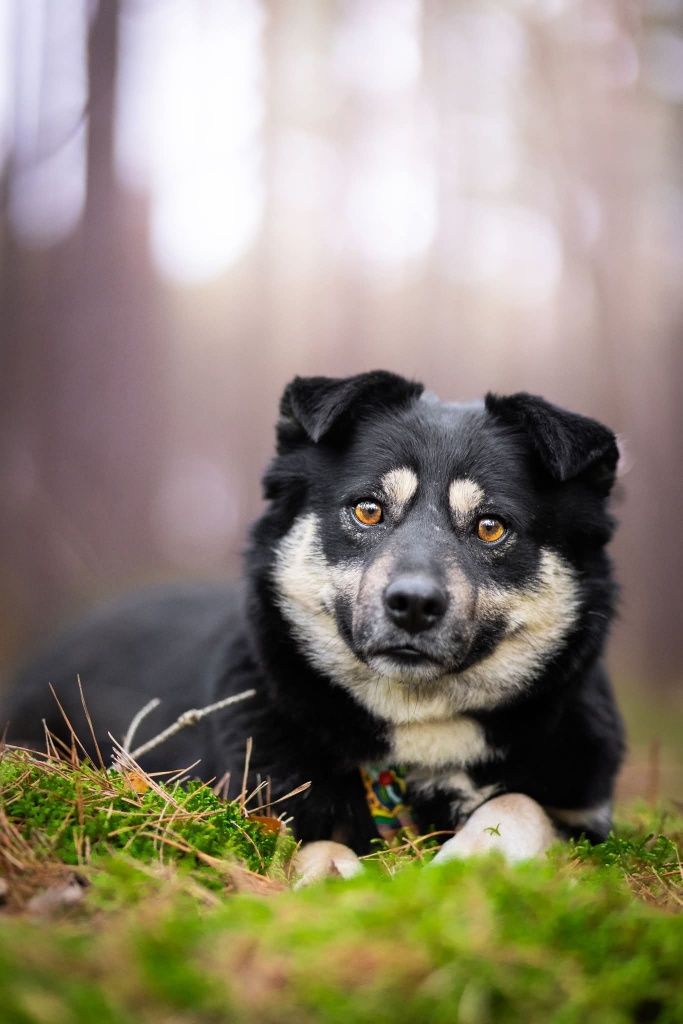 Drobniutka Nana do adopcji!