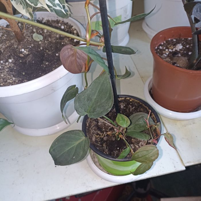 Филодендрон Миканс.