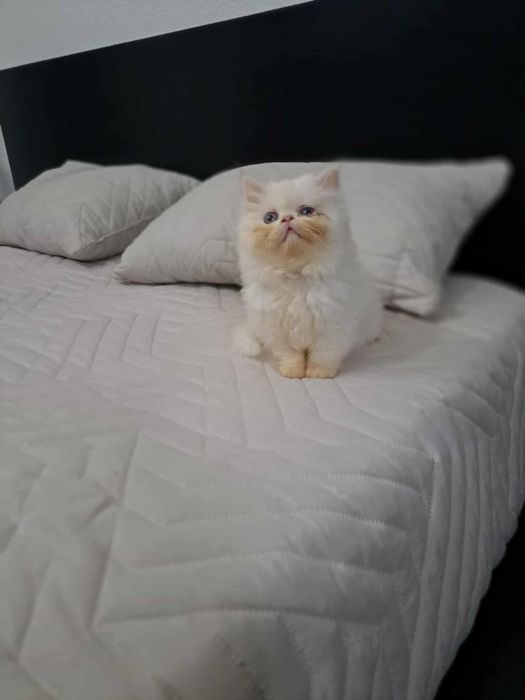 Gatinha persa linda branca