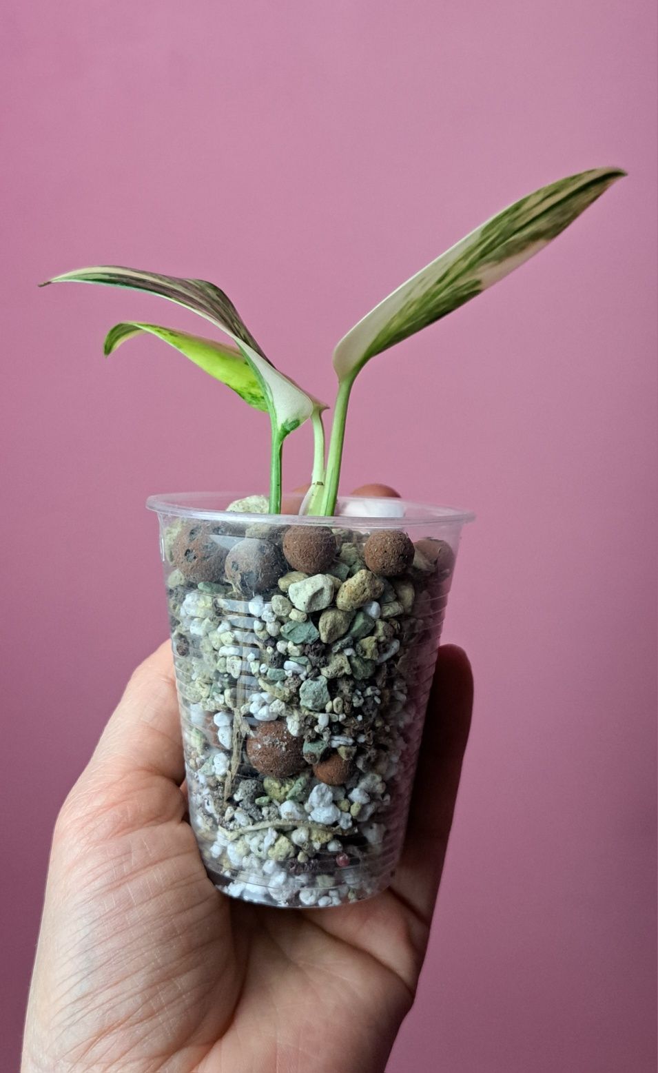 Monstera standleyana yellow aurea Variegata