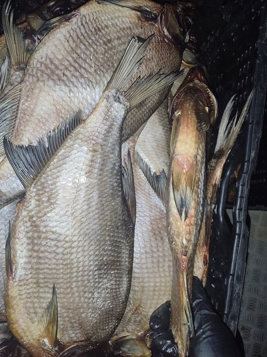 В'ялена густера в наявності опт та роздріб