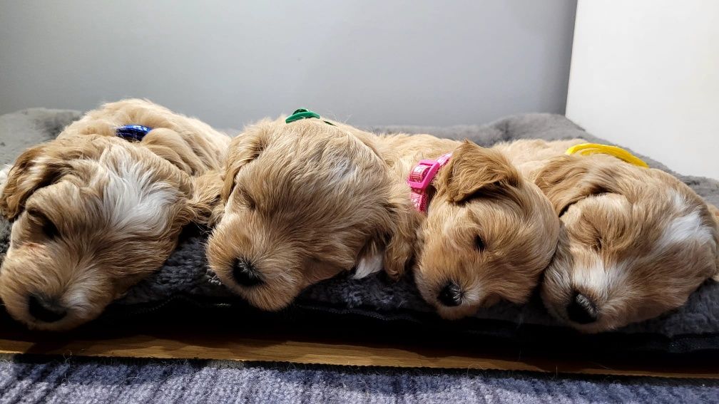 Maltipoo F1 Albi