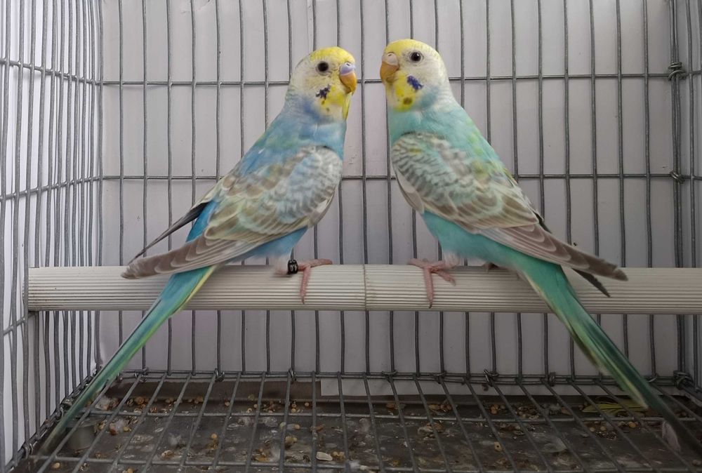 Periquitos arco-íris