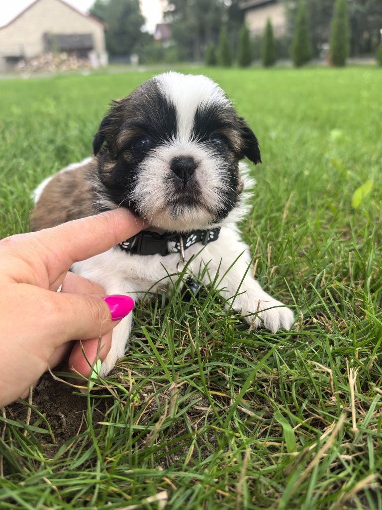 Śliczny szczeniak shih tzu