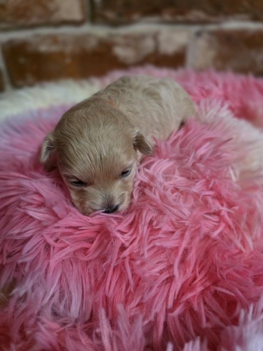 Maltipoo f1 piesek  do rezerwacji!!!