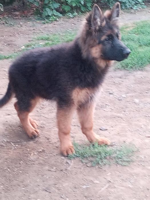 Німецька вівчарка