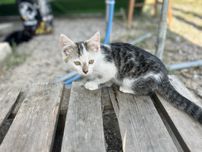 Kocurek do adopcji