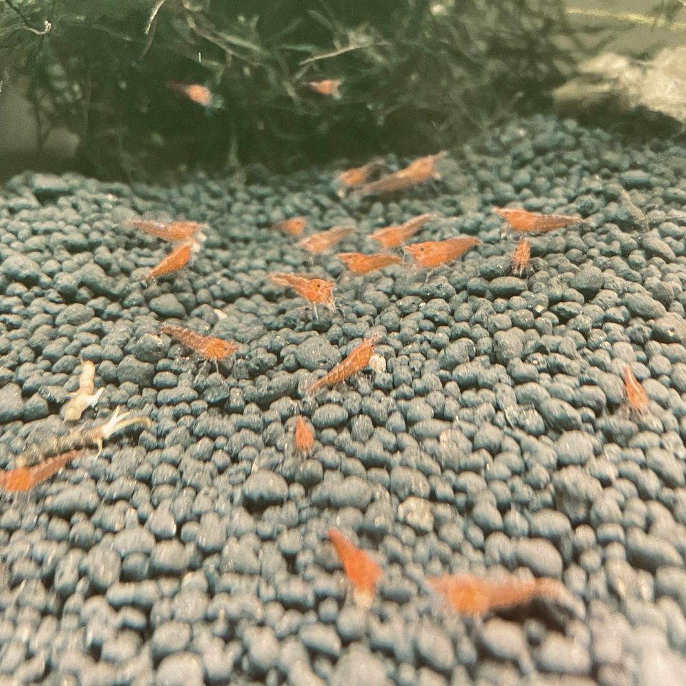 Krewetki sakura red