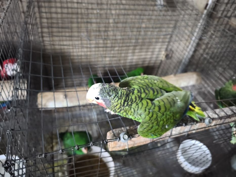 Papagaio Amazonas cubanos leucocephala para acabar de criar a mão