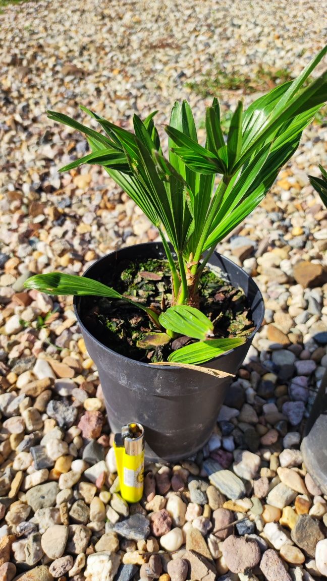 Trachycarpus Wagnerianus