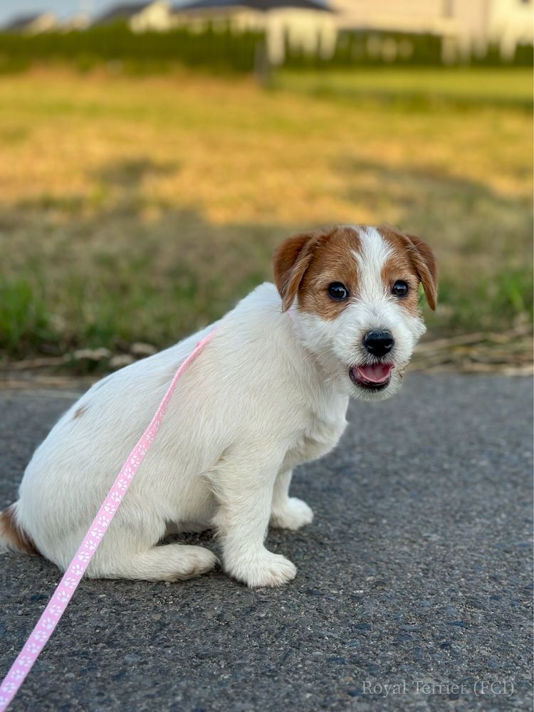 Suczka Jack Russell terrier ZKWP/FCI szorstkowlosa