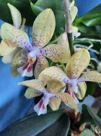 Сортовая орхидея фаленопсис Джулия, Аля Ринх
