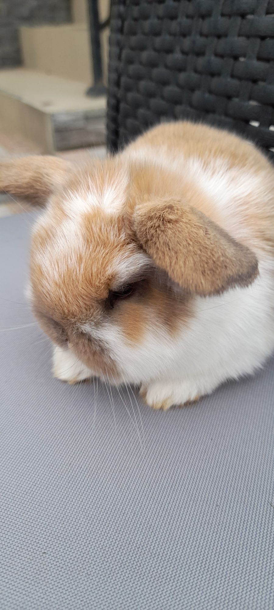 Królik mini lop miniaturka