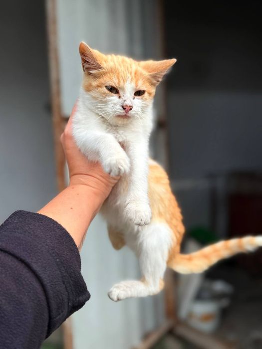Кошенята котики котик кіт