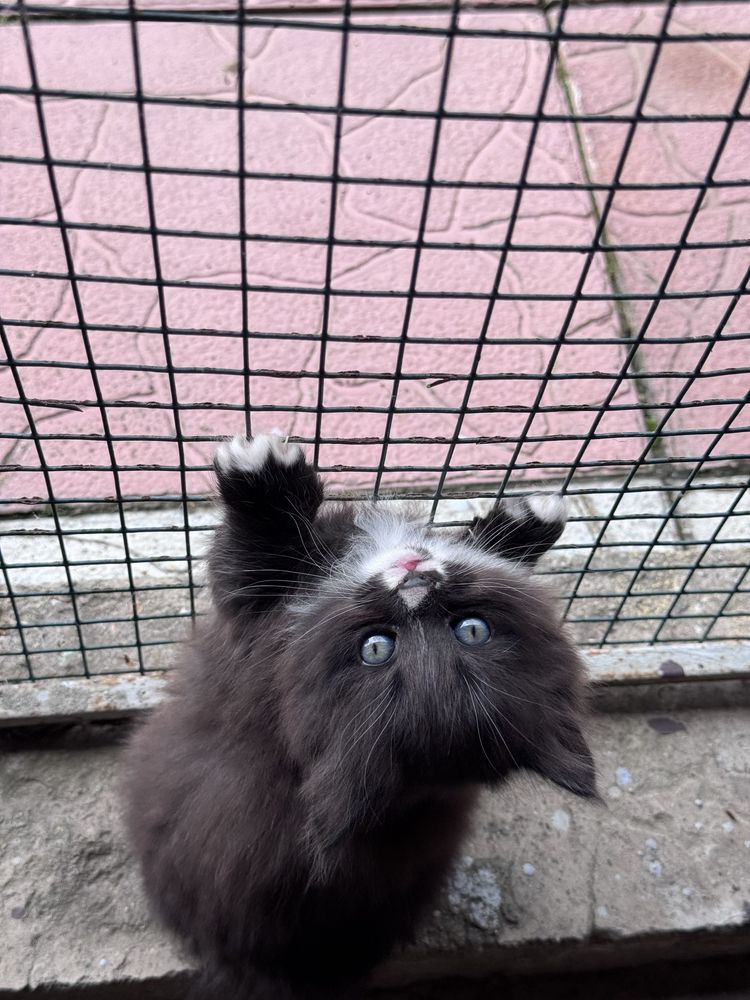 Віддам шотландських котиків