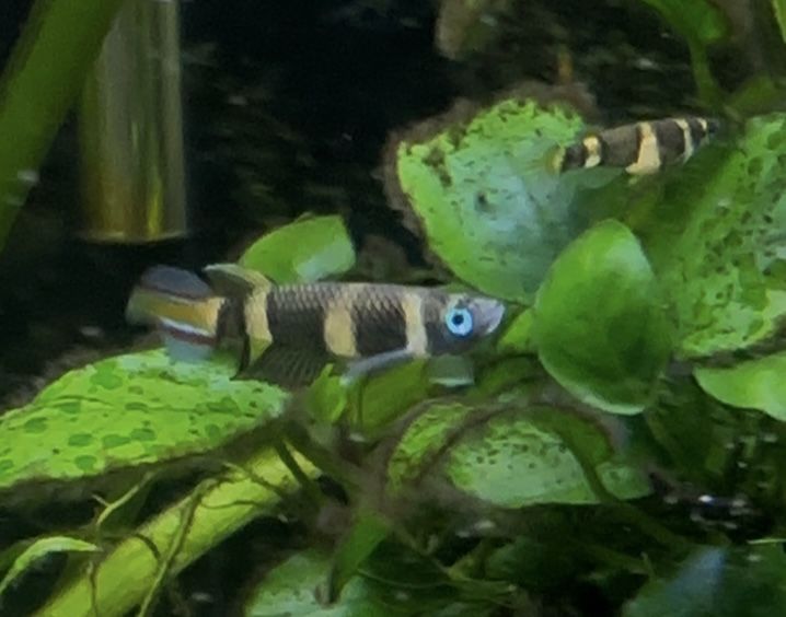 Trio de clown killifish