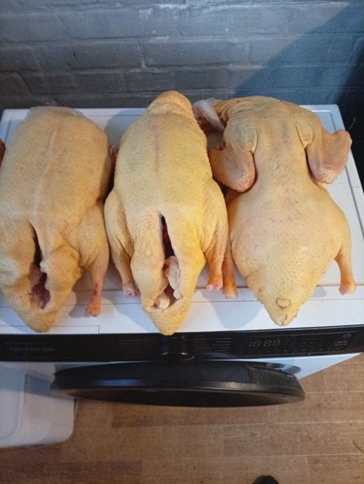 У продажу тушки домашніх молодих гусей