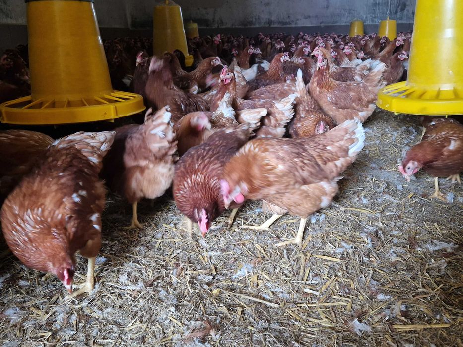 Kury kokoszki odchowane rasy Tetra dowóz Gratis