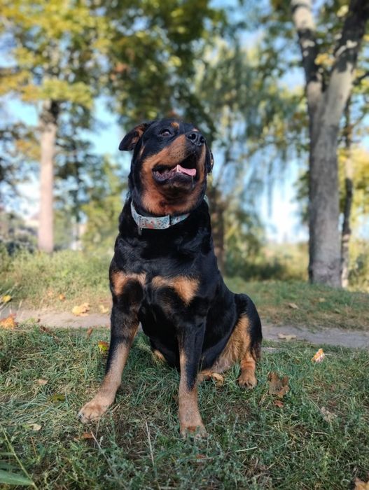 Цуценята ротвейлера