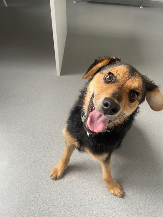 Шукаю сімʼю для чарівних щенят