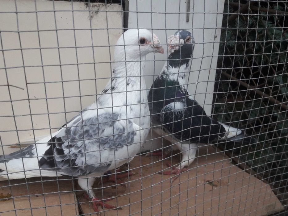 Gołębie staropolskie okazja likwidacja gołębi