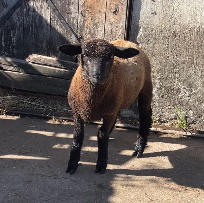 2 borregos cx de merino 1 cx de p3