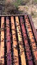 Enxames abelhas com tratamento da varroa