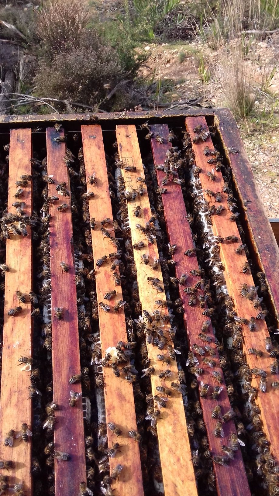 Enxames abelhas com tratamento da varroa