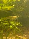 Neocaridinas yellow (amarela)
