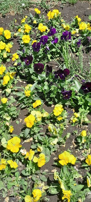 Продам участок в Аркадии. 5 соток. Под жилую застройку.