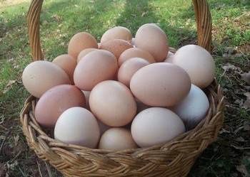 Jajka z własnego gospodarstwa