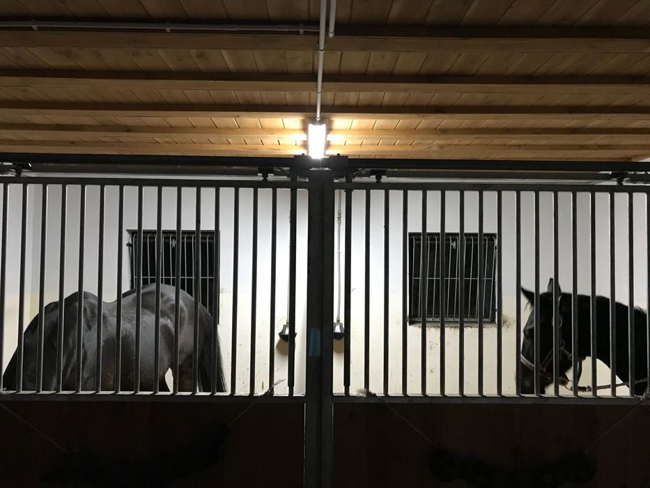 Boksy dla koni + okna stajenne