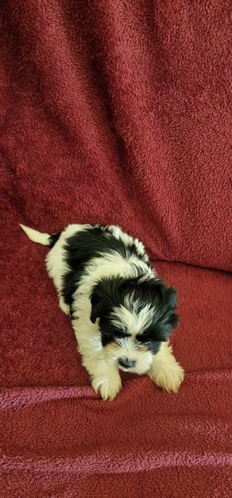Femea Shih-Tzu LOP e Afixo