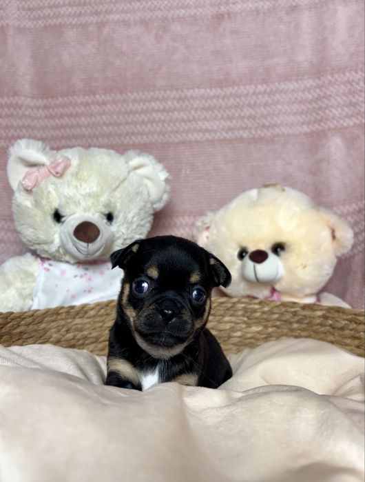 Mini Cudowny Piesek Chihuahua Rodowód