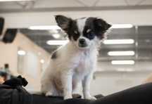 Malutki piesek chihuahua zkwp fci