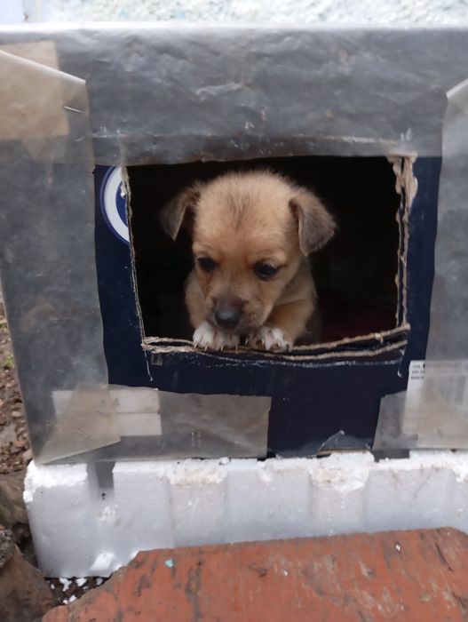 Подарую гарних  цуценят