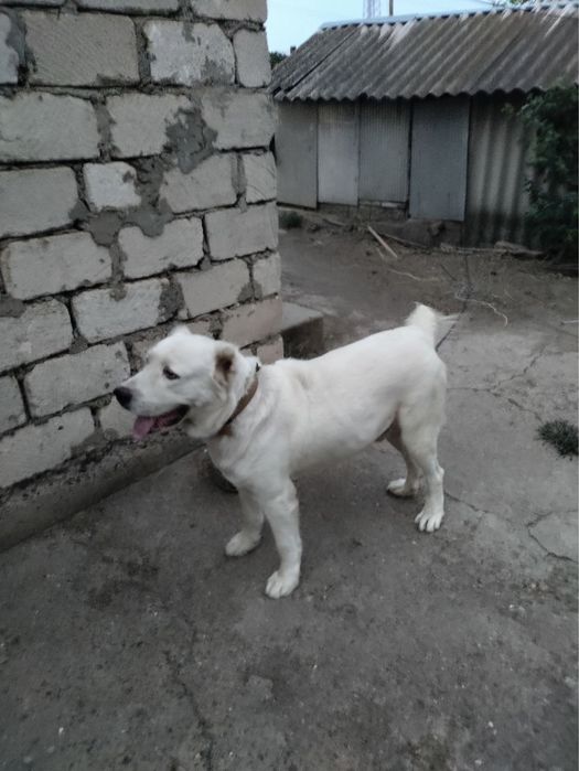 Алабай с документами для вязки!