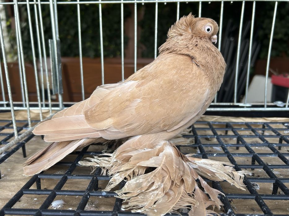 Gołębie ozdobne. Wywrotek suwalski (mazurski) samiczka 2025r