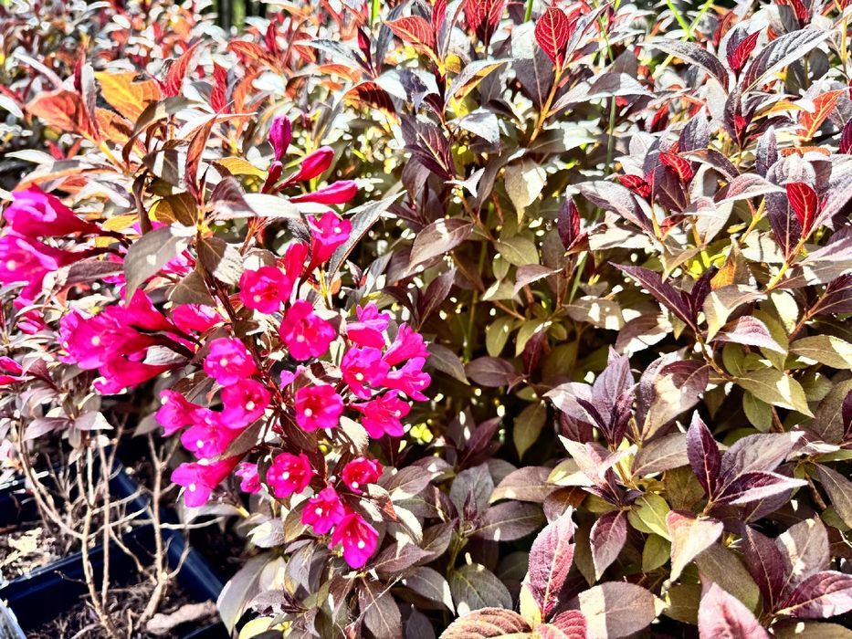 Krzewuszka cudowna 'Minor Black' (Weigela) Karłowata Poj. 2.0L