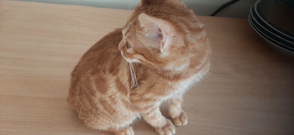 Бенгальський хлопчик рудий 3,5 місяців