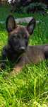 Owczarek belgijski malinois
